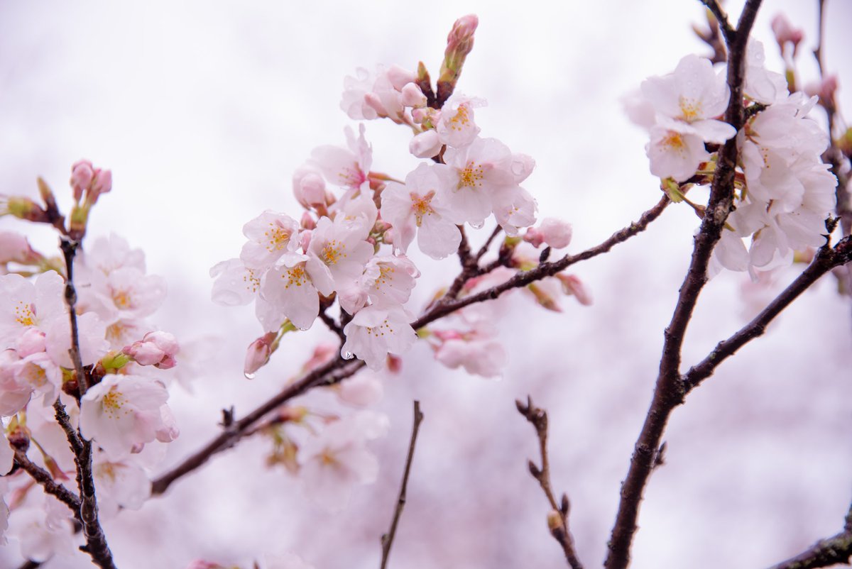 mokama_camera's tweet image. 桜きれいだったね🌸