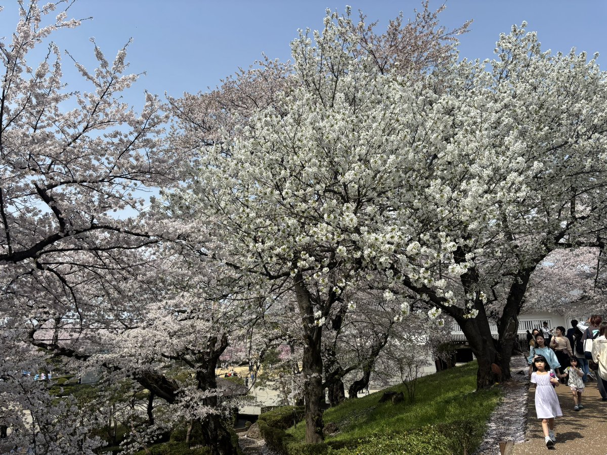 oyatsucb's tweet image. Enjoyed the cherry blossoms at Kajo Park, Yamagata!
Somei Yoshino’s soft pink and Oshima Zakura’s pure white were stunning.
Tohoku peaked last week — now Hokkaido and Aomori are in full bloom!

#Sakura #JapanSpring