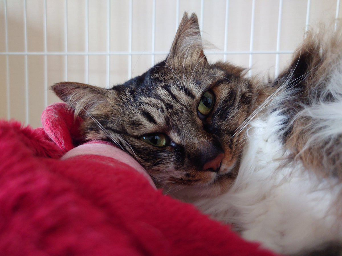 yukimi.D@Lv.241 (@giantslovenet) / Posts / X