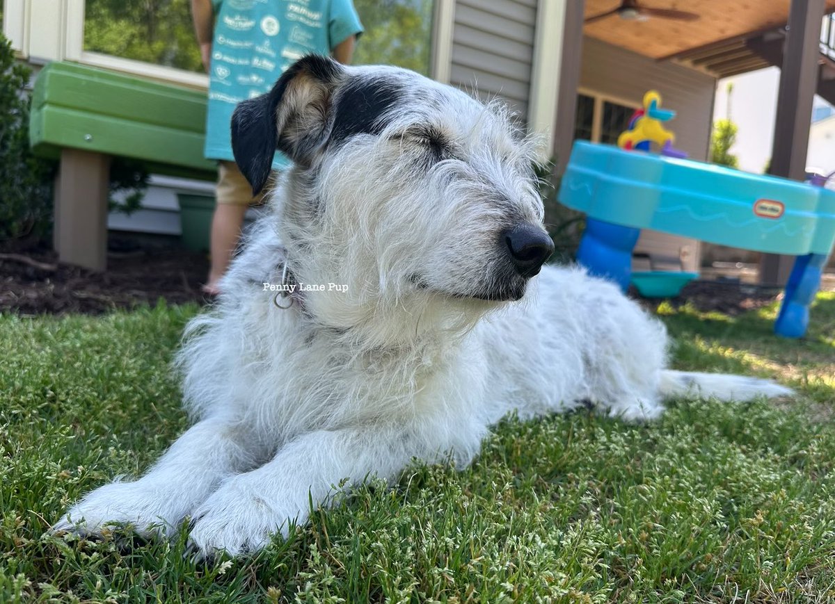 Penny_Lane_Pup's tweet photo. We are still tired from da Mutt Strut! But I wanted to take a moment to thank everypawdy who donated! Such incredible generosity!
Including dis year, we’ve raised over $31,700 fur GHS! Thank you fur suppawting dem and their life-saving work!
#muttstrut #pennylane https://t.co/MgQ6UFXykM