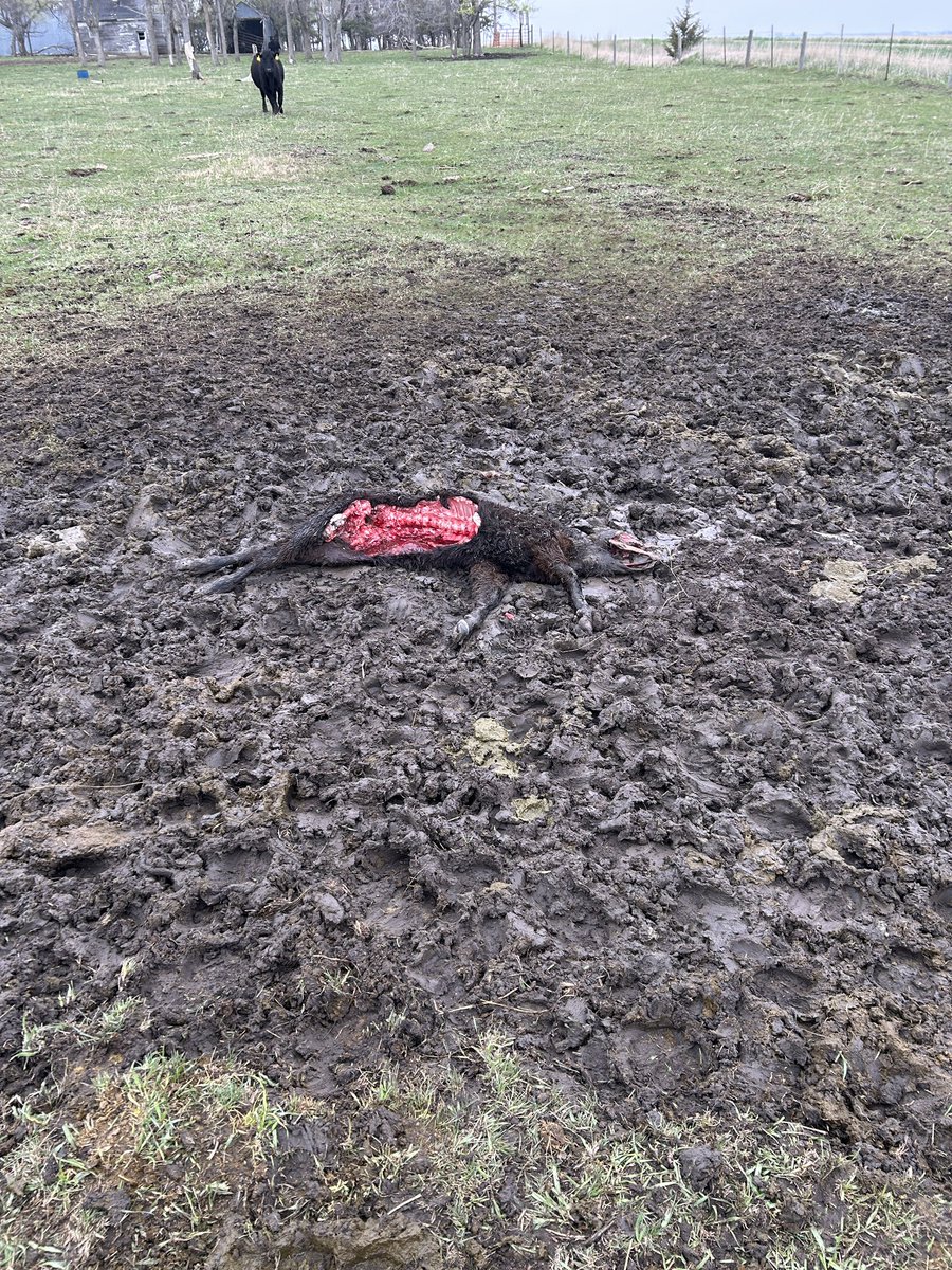 Seems like the cows tried to fight off whatever ate this calf. We fed here yesterday and things were fine. Seems like the predator ate through some of the ribcage. I hope it’s just a big coyote and not something else
