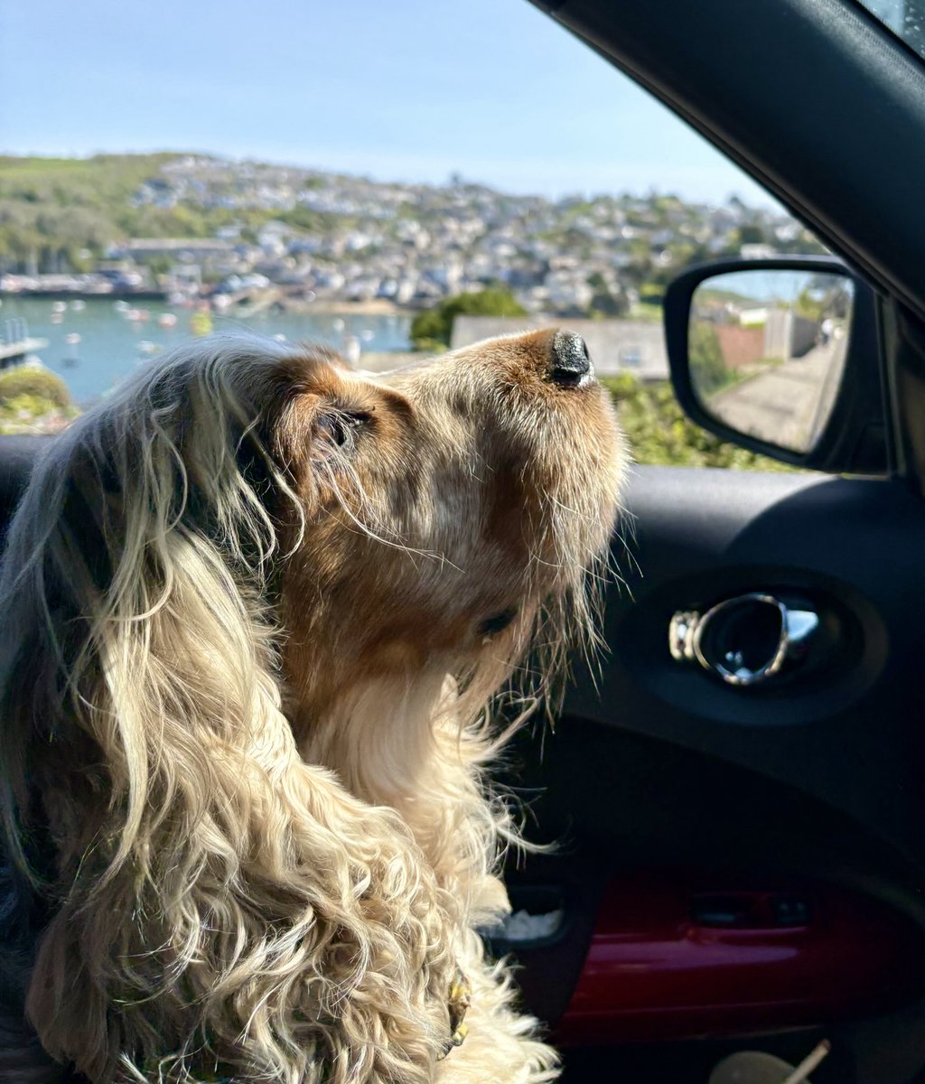 Marlow is delighted with the sea air today! #fowey #cornwall #furryfriend ☀️