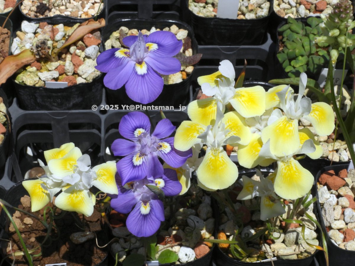 Plantsman_jp's tweet photo. #Moraea serpentina
From Silverhill Seeds, Cat. No. 1702
濃黄~淡黄色まで個体ごと花色が違う
紫の花は M. tortilis
#モラエア https://t.co/egdLZyj1B5