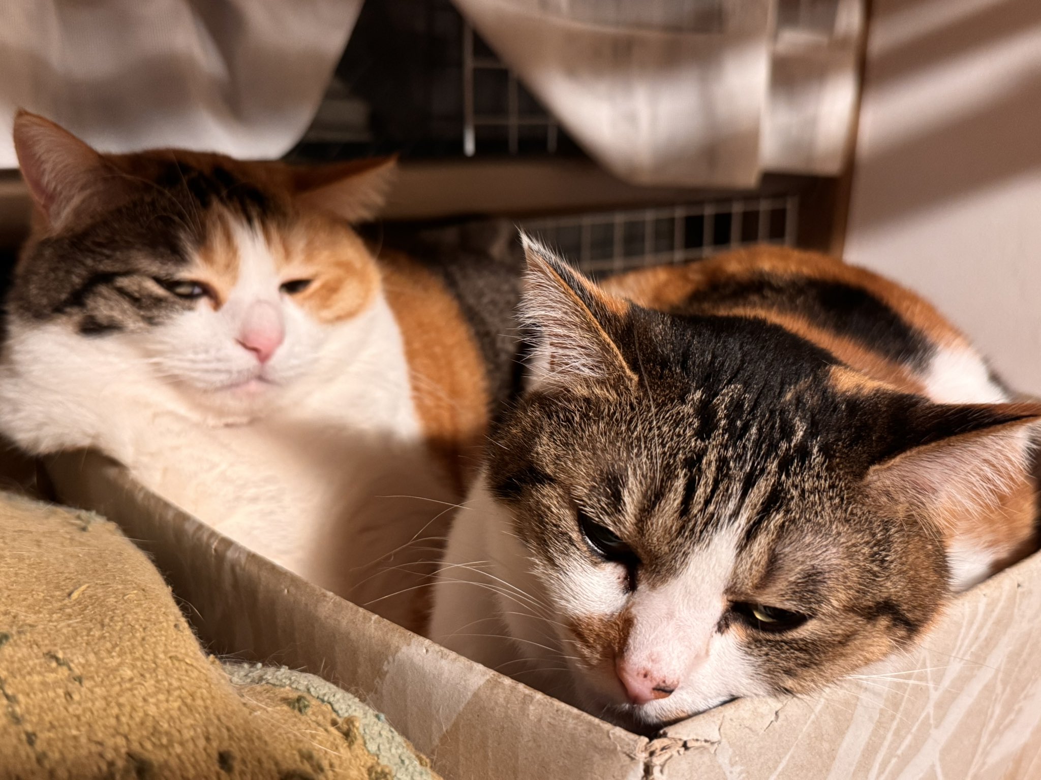 三毛猫姉妹くきくらと飼主の道 (@suggarmich) / X 三毛猫姉妹くきくらと飼主の道 (@suggarmich) / X