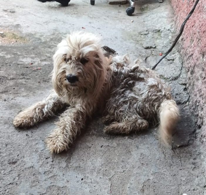 Merhabaa ben bir terierim 
Ayılıp bayıla dünya para döküp aldığınız,hevesiniz geçince çöp muamelesi yaptığınız o güzel süs köpeğinizim..
Beni adana 'da bir aile çocuklarına oyuncak diye aldılar.Ama ne olduysa benim sevgim onlara yetmedi.ilk günler oynayan insanlar zaman geçtikçe+