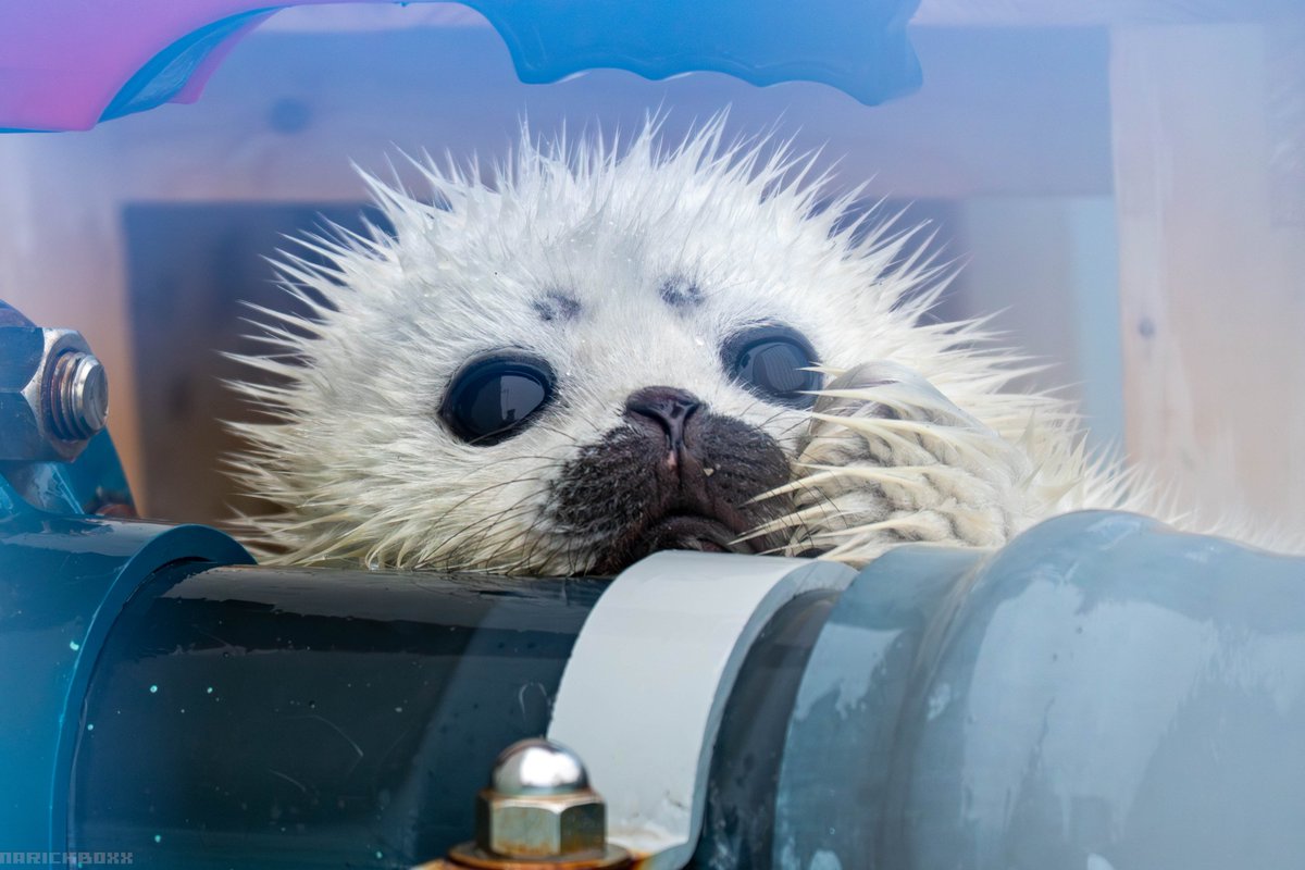 2025/03 撮影

#あざらし #アザラシ #ワモンアザラシ #アザラシランド #とっかりセンター #2025生まれのアザラシ #ゴマフウイーク