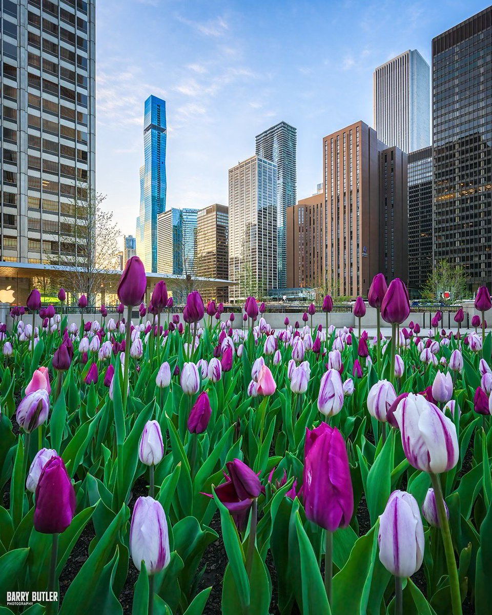 PurplePalozza.   This morning on the Magnificent Mile in Chicago.  #weather #chicago #news #ilwx #tulips