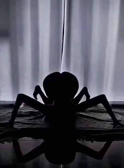 The most dangerous spider in the world 🖤