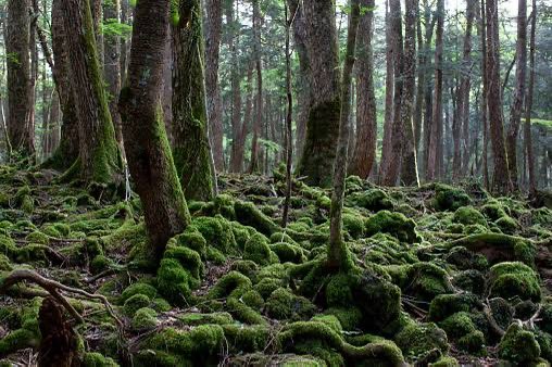 Aokigahara, Japonya'nın Fuji Dağı'nın kuzeyinde yer alan ünlü bir ormandır. Aynı zamanda "İntihar Ormanı" olarak da bilinir, çünkü burada birçok intihar vakası rapor edilmiştir. Aokigahara, yoğun ağaç örtüsü ve sakin havasıyla dikkat çeker, ancak aynı zamanda karanlık bir üne