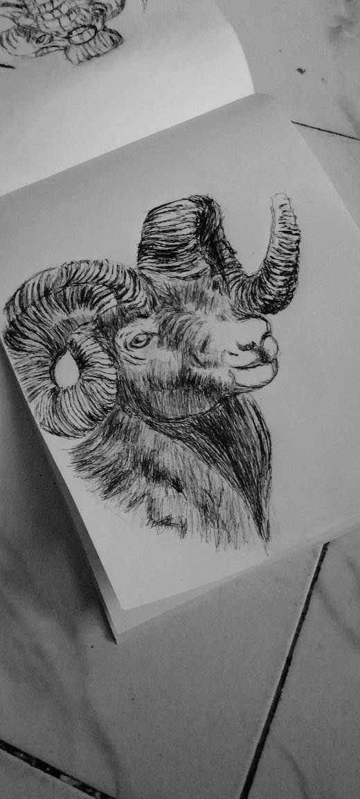 Sreeraj75009806's tweet photo. #art #drawing #sjetch #penart https://t.co/CAUq1cha5X