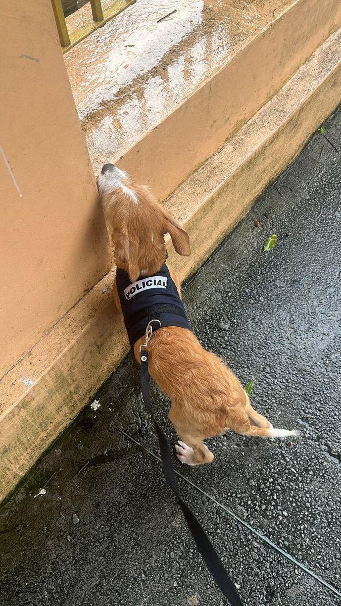 Esse bebezinho foi encontrado perdido na Conselheiro entre 14 de março e Alcindo Cacela.
Por favor, compartilhe para vê se o dono aparece.
