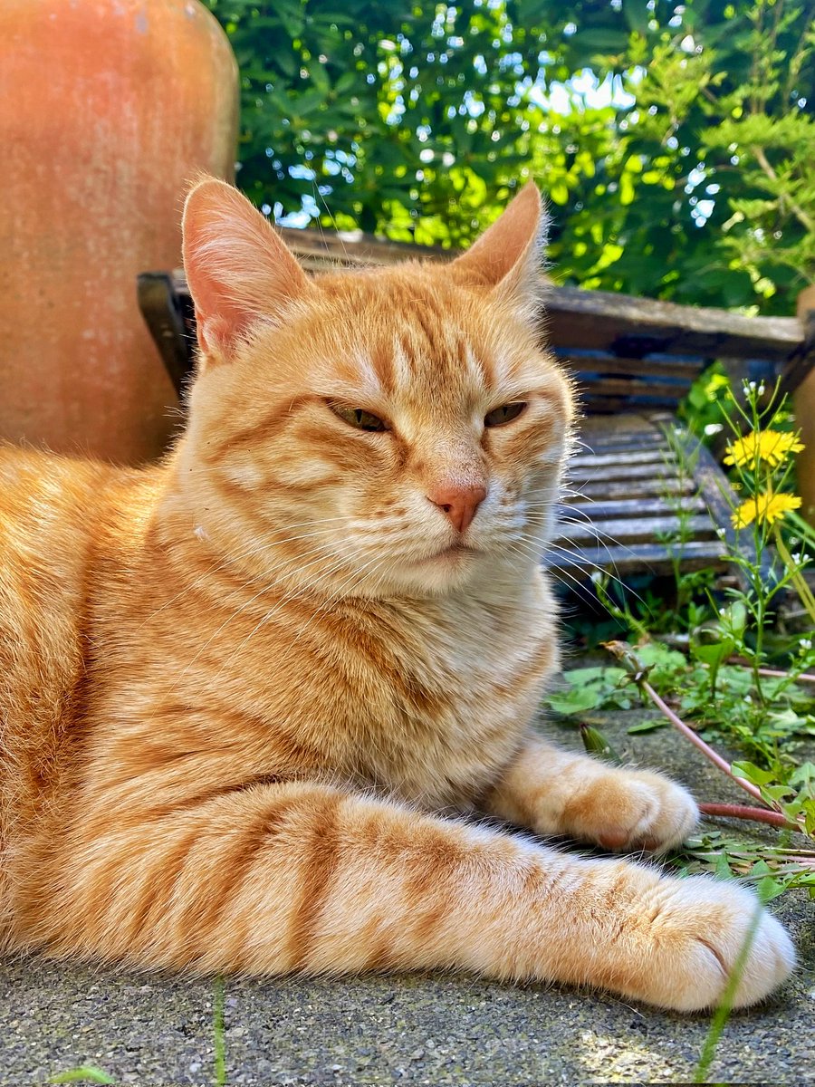 Giuseppe in the garden. #CatsOfTwitter #Cats