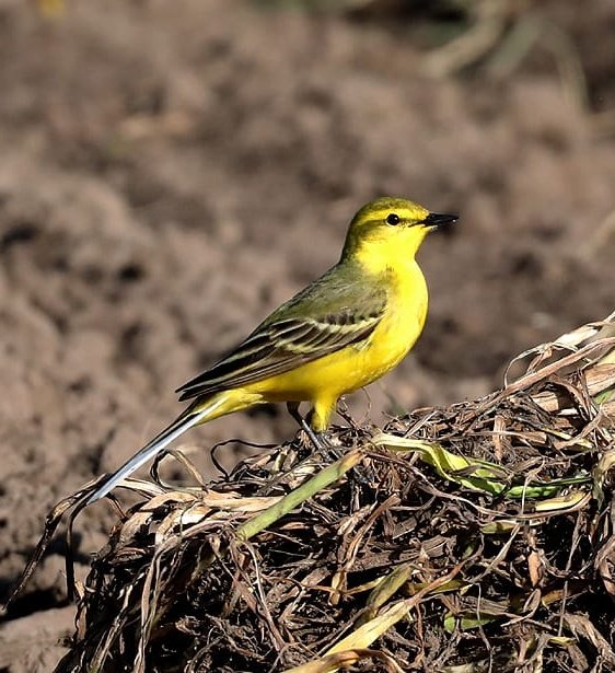 Philip Gilman (@pgilman1962) on Twitter photo #CAWOSbirding nine of us enjoying #patchbirding around Chelford, highlights 4+ yellow wagtails, 2 wheatear, skylarks, Reed, Garden & Willow warbler, Blackcap, little grebe, gadwall & a pre walk red kite. Image courtesy of <a href="/stevesealimages/">Steve Seal</a> #CAWOSbirding nine of us enjoying #patchbirding around Chelford, highlights 4+ yellow wagtails, 2 wheatear, skylarks, Reed, Garden & Willow warbler, Blackcap, little grebe, gadwall & a pre walk red kite. Image courtesy of <a href="/stevesealimages/">Steve Seal</a>