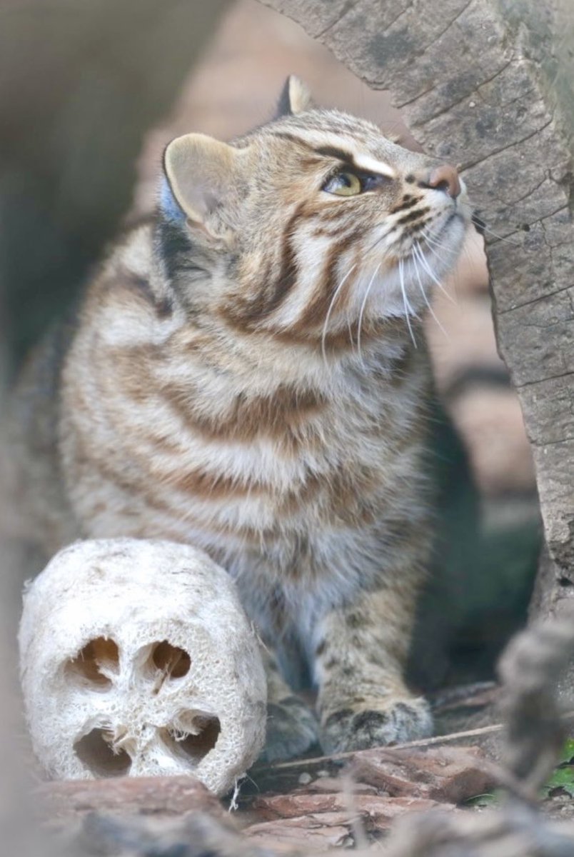 tama080707's tweet photo. かりおくん😻
2024/11/14📷
#東山動植物園
#那須どうぶつ王国
#ツシマヤマネコ
#かりお
#tsushimaleopardcat #higashiyamazooandbotanicalgardens
#nasuanimalkingdom
#Kario https://t.co/Vxs1OvOZk0