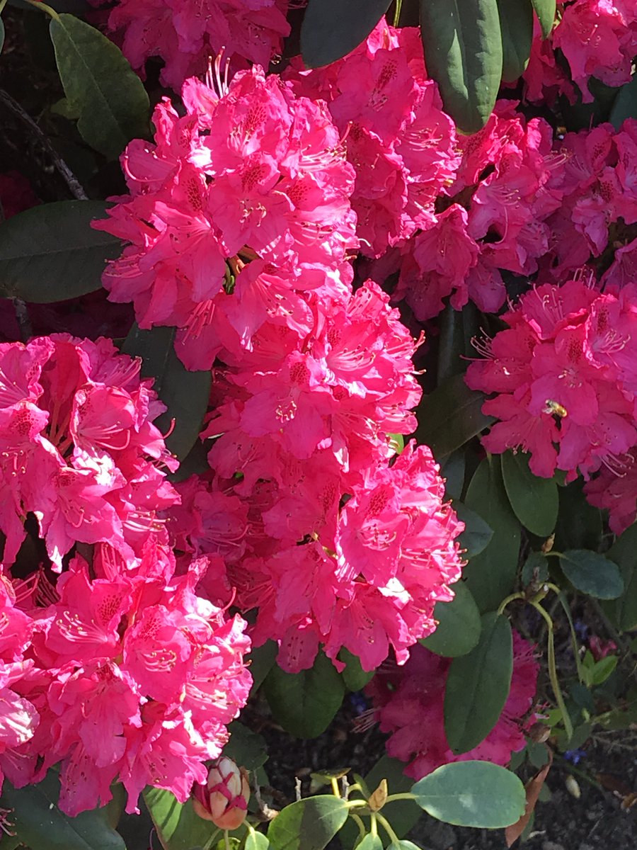 Replying to <a href="/DailyPicTheme2/">Daily Picture Theme</a> Red