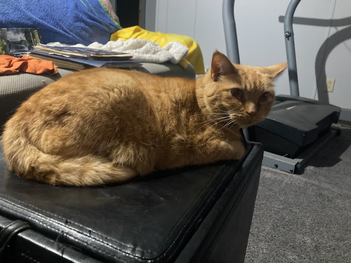 My uncle's kitty, Moses. He is a very good Orange Boy.