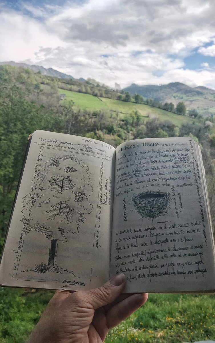 BosqueHabitado's tweet photo. .@radio3_rne #CuadernoDeNidos
Los mirlos de Tiraña, de @alcanduerca 
HT: #bosquegrafiasradio3
"Escribo este texto como se esparcen los prados ante mí, a retales. Tomo notas de aquí y allá, mientras escucho los mirlos dialogar de loma a loma..."
Dibujo y cuaderno de @alcanduerca https://t.co/KJ9gNNXtDE