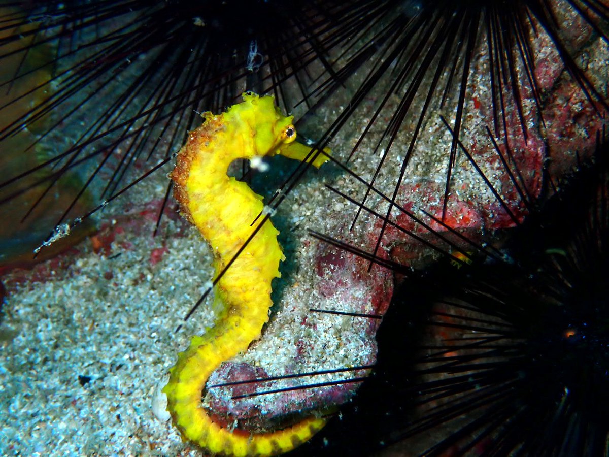 お目目パッチリのシーホース。今日はウニのそばでしたが、身体全体がハッキリ見えました。20㎝近くあるのでとても見やすいんですよ。順番待ちをすることもなく、写真もシッカリ撮れるのがいいでしょ！海の様子はブログで
greendiverphuket.com/2025/04/26/4-2…
#プーケット #ダイビング #phuket #dibing #Seahorse