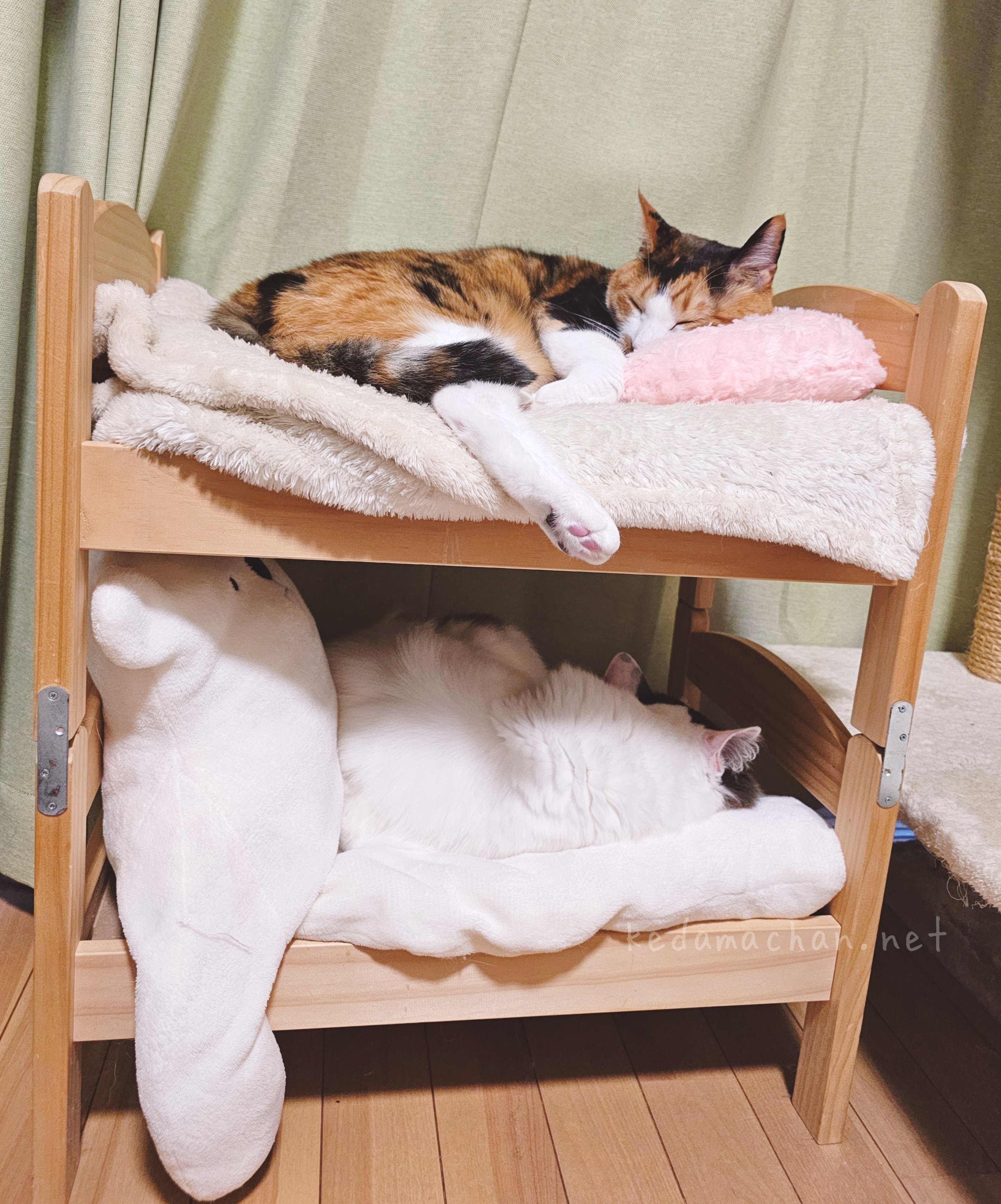 ♥三毛猫♥ちるちるちゃんっ♥16センチ・生後2週間(≧▽≦)子猫❤️