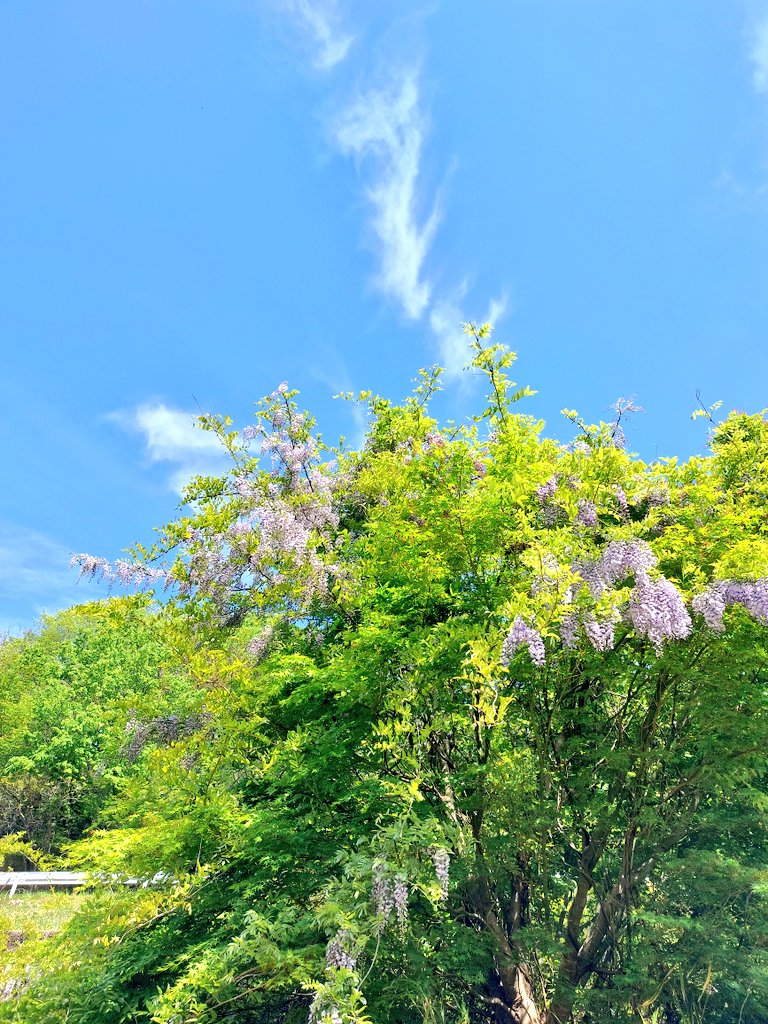 森林浴🌳この季節が1番すき