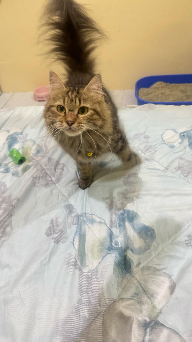Ditemukan kucing ilang di wilayah radio dalam, ada kalungnya. Please pemiliknya bisa dm ya. Karena kasian 😭