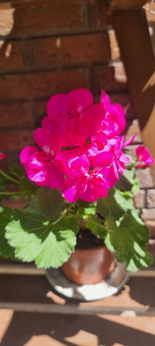 He conseguido que mis geranios florecieran vigorosamente y soy feliz.