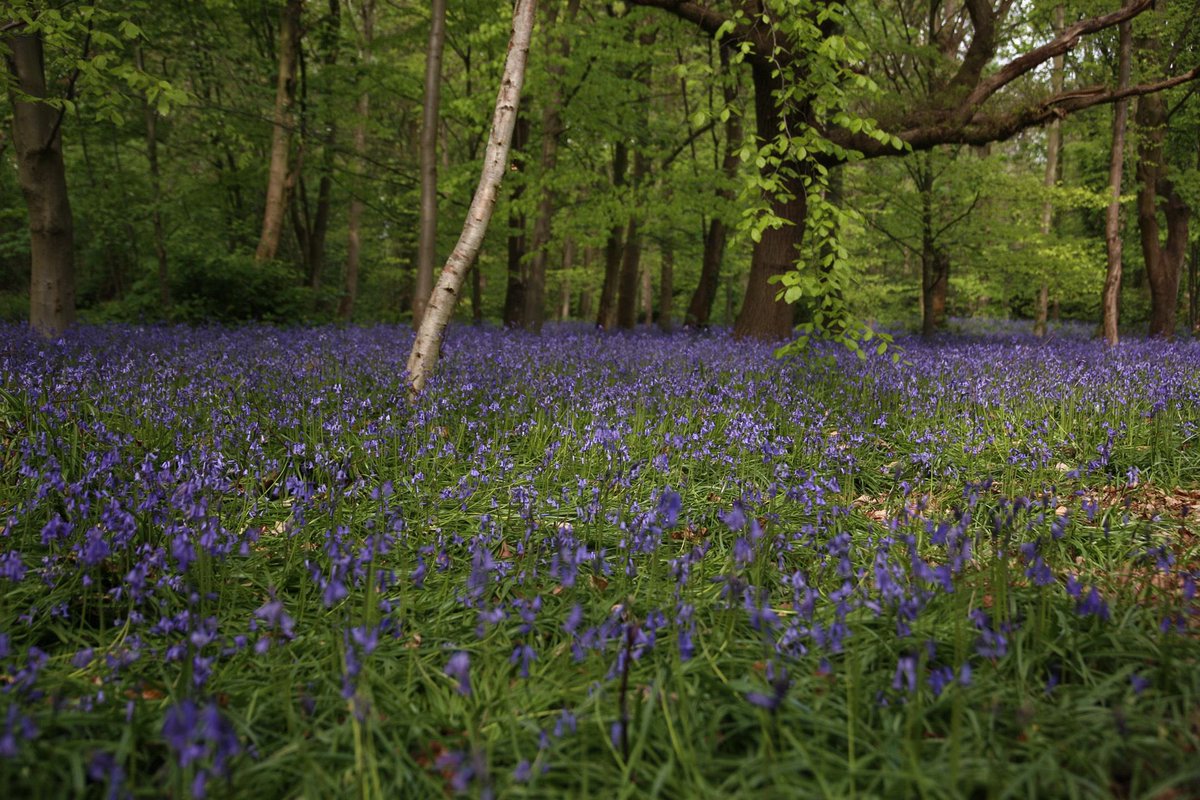 sarahwiggins02's tweet photo. It’s bluebell season at Speke Hall 💙

Photo credit: @dannyjryder 📸

#spring
#bluebells
#nationaltrust
#spekehall https://t.co/ARMk2Dx0qi