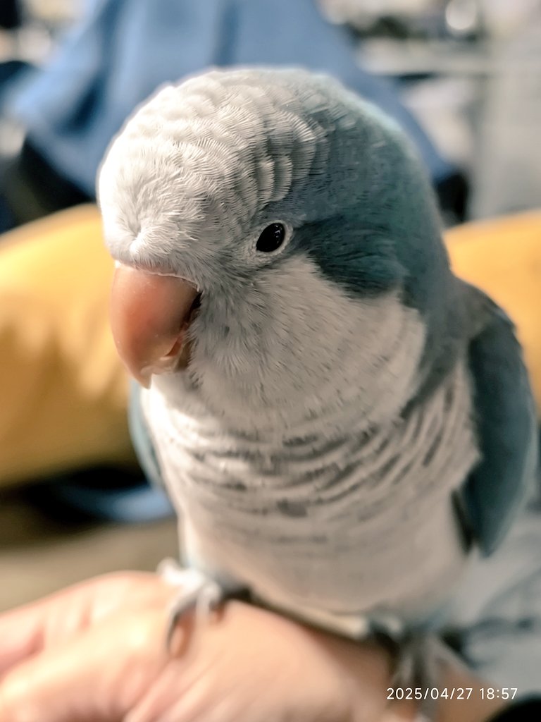 はとポッポ好きね？

#オキナインコ #オキナインコかわいい