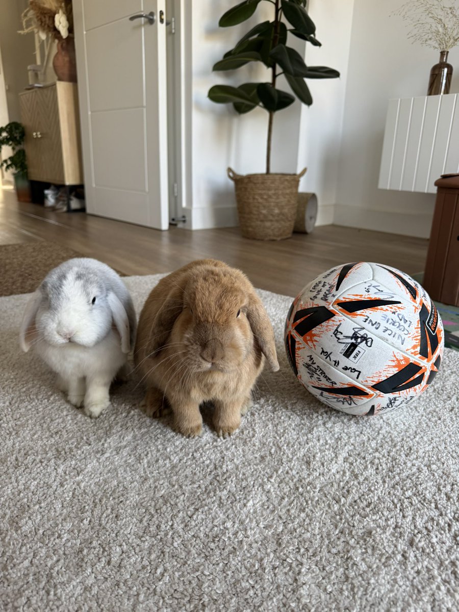 By popular demand 💛💙🐇