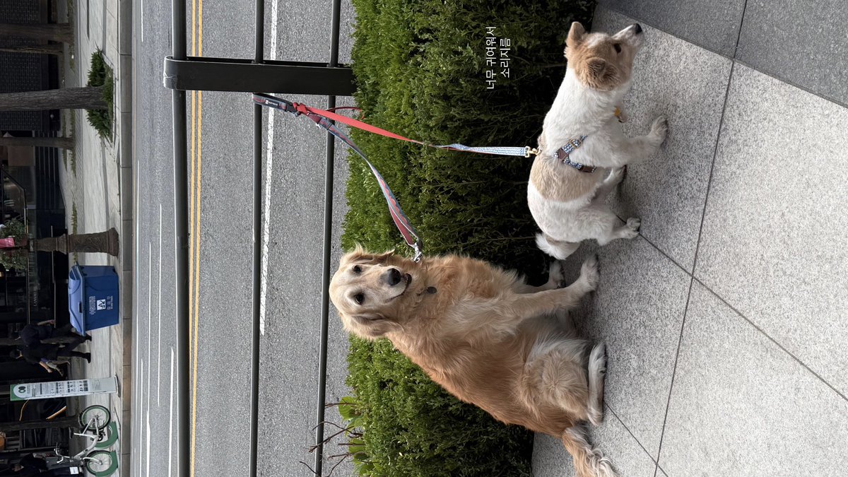 귀여운게최고야