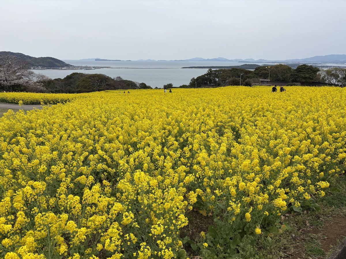 上げ忘れてたピクニック会in能古島⭐️
めちゃくちゃ楽しかった〜🫶
BABYのJSKとマザーボンネットが本当に映えたロケーションだった😇