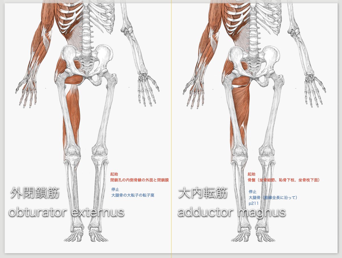教材のスライドの内容はこんな感じです。
#美術解剖学 #京都精華大学 