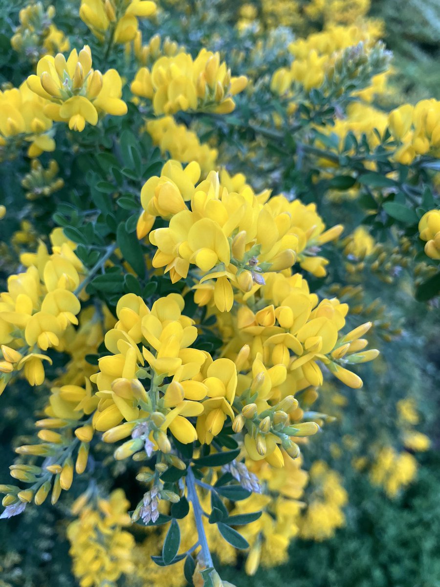 moesoba's tweet photo. 散歩中なんか爽やかな香りがするなと思ったらこのお花でした。レモン飴のような、甘くもすっきりとした香り！ https://t.co/v2nMPkeGTd