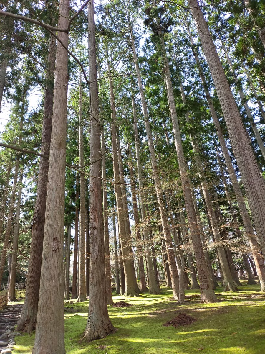 philjoy's tweet photo. 今年初の香雪園 散歩。五稜郭公園の桜は満開のようだけど こちらは もう少しかかりそう。 https://t.co/5hZZFCsxKd