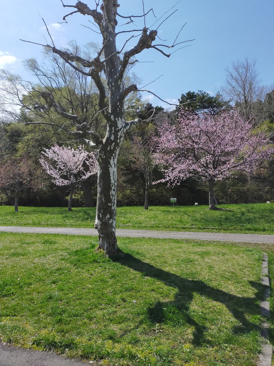 philjoy's tweet photo. 今年初の香雪園 散歩。五稜郭公園の桜は満開のようだけど こちらは もう少しかかりそう。 https://t.co/5hZZFCsxKd