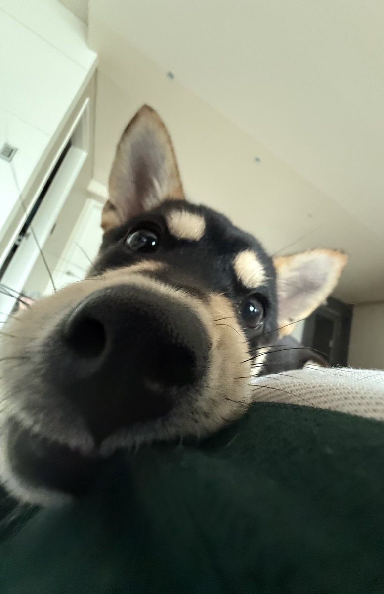 트친 냄새 맡기