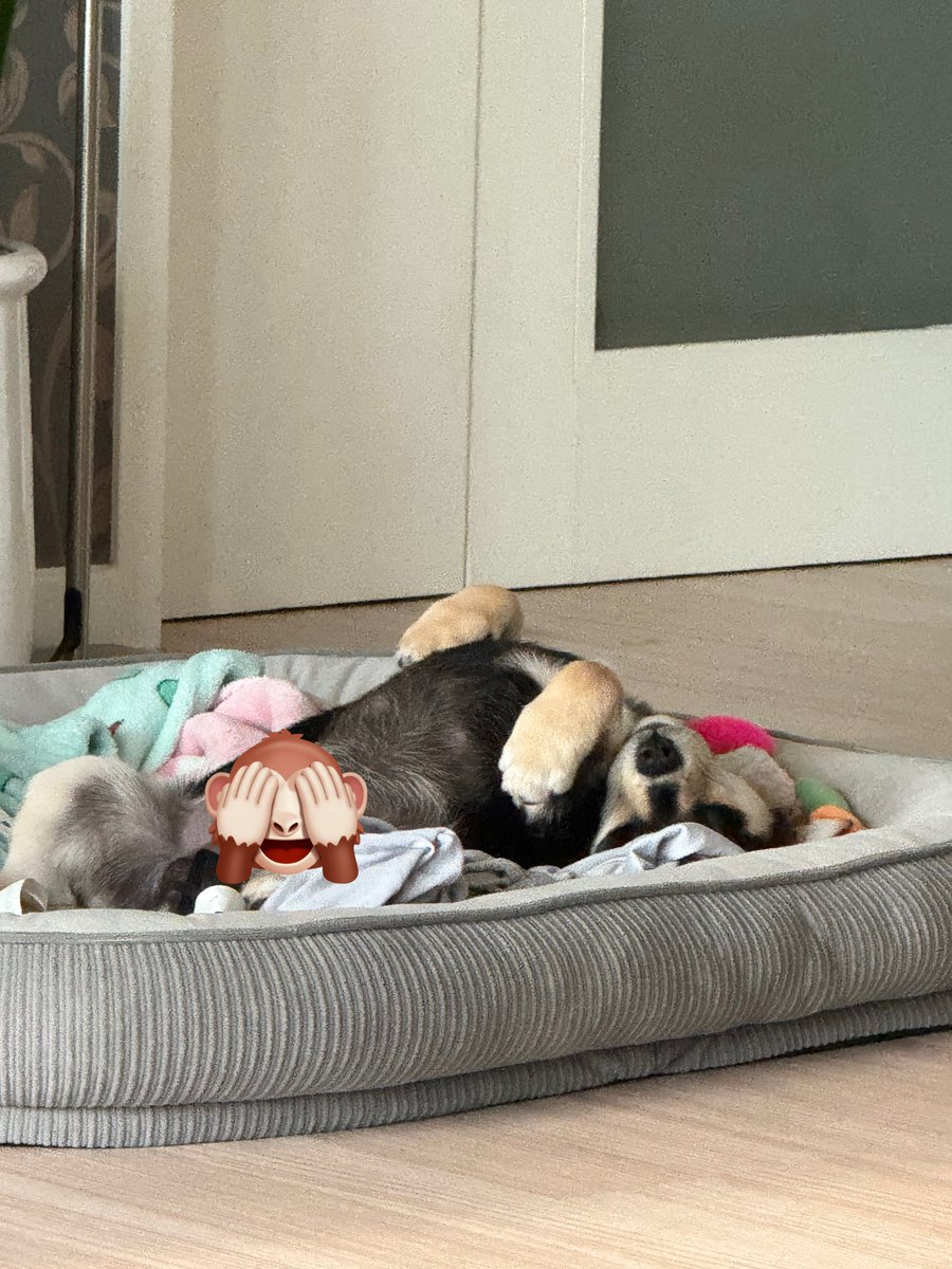 이정도로잘자본게기억도안남
견꿀잠
부.럽.다