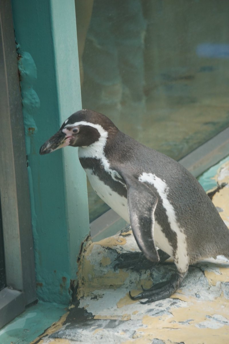 给你们看主包拍的小狐狸小🐦和gugugaga