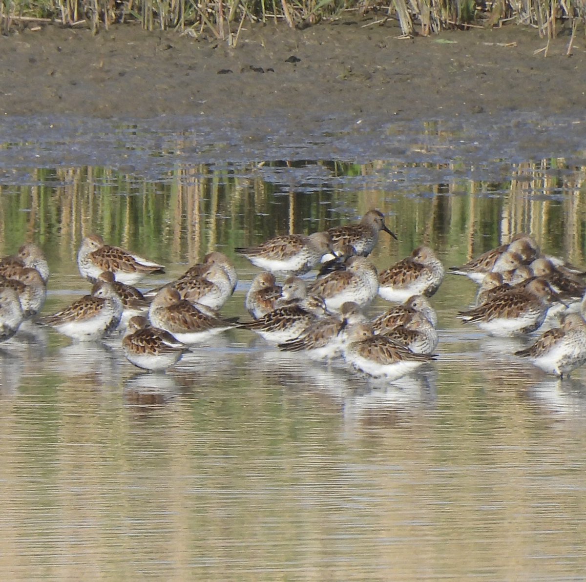 Karen Jayne (@hobbylovinglife) on Twitter photo A quick visit to Goldcliff Pools, Gwent this morning with Dean <a href="/worlebirder/">Dean Reeves</a> to see the Broad-Billed Sandpiper. Life ✅ for myself #382 <a href="/freebirdnewsuk/">Free Rare Bird News, UK 🇬🇧</a> <a href="/RareBirdAlertUK/">RareBirdAlertUK</a> <a href="/Natures_Voice/">RSPB</a> <a href="/_BTO/">BTO</a> A quick visit to Goldcliff Pools, Gwent this morning with Dean <a href="/worlebirder/">Dean Reeves</a> to see the Broad-Billed Sandpiper. Life ✅ for myself #382 <a href="/freebirdnewsuk/">Free Rare Bird News, UK 🇬🇧</a> <a href="/RareBirdAlertUK/">RareBirdAlertUK</a> <a href="/Natures_Voice/">RSPB</a> <a href="/_BTO/">BTO</a>