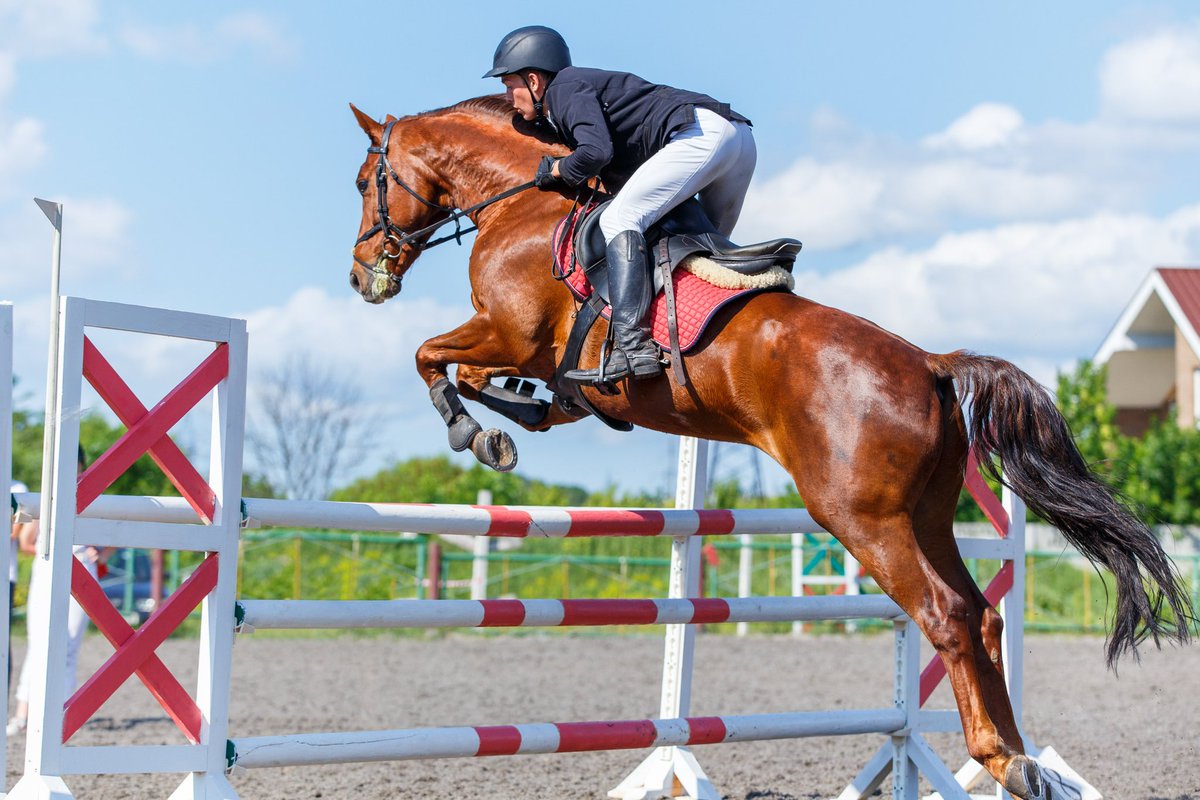 Strong rides start with a strong neck. Discover why neck training is the missing link for injury prevention, better posture, and top performance in equestrian sports!

shorturl.at/HeXJU
#equestrian #jockey #horserider #showjumping #dressage #3dayeventing #burghley #equine