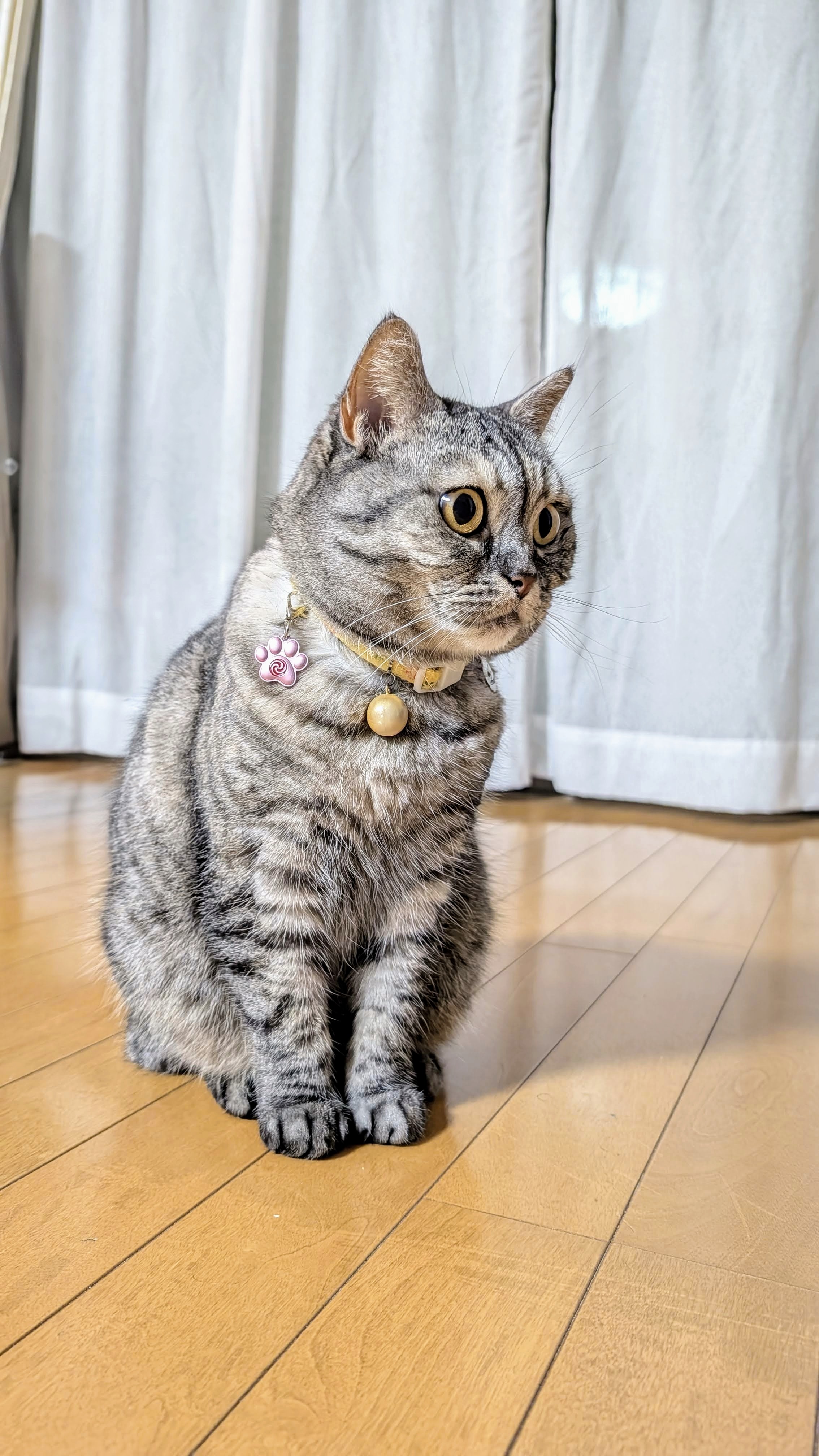ねこさん⚡(ΦωΦ) on X: ねこさん⚡(ΦωΦ) on X:
