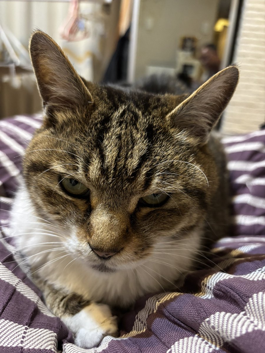 今日の前
＃猫のいる暮らし　＃猫のいる幸せ　＃猫　＃まめ