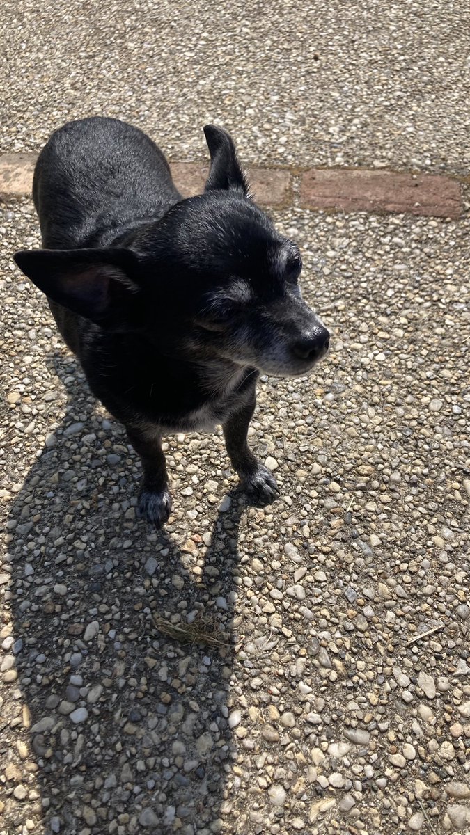 Oreo passe un bon mariage