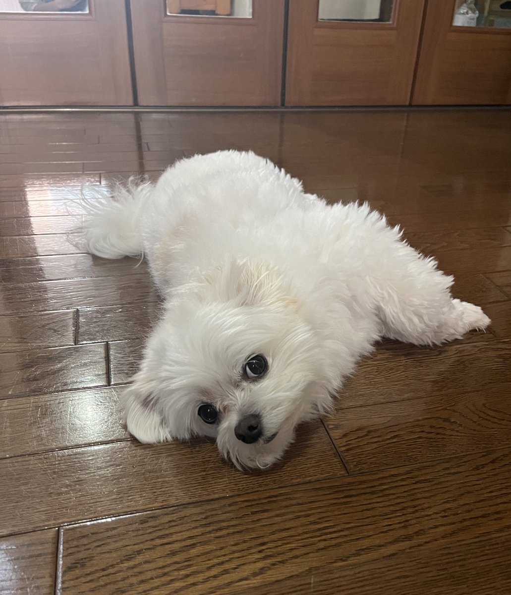 くぅちゃん (@_coo_1025_) / Posts / X