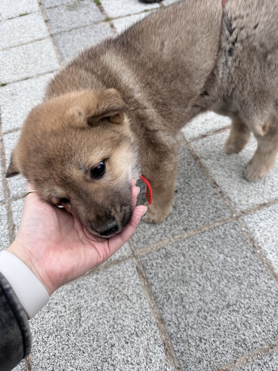 벌써부터 사람을 이렇게 좋아해서 어떡해...🥺🥺 아저씨가 산책도 자주 해주셨는지 두번이나 마주쳤대ㅠㅡㅠ