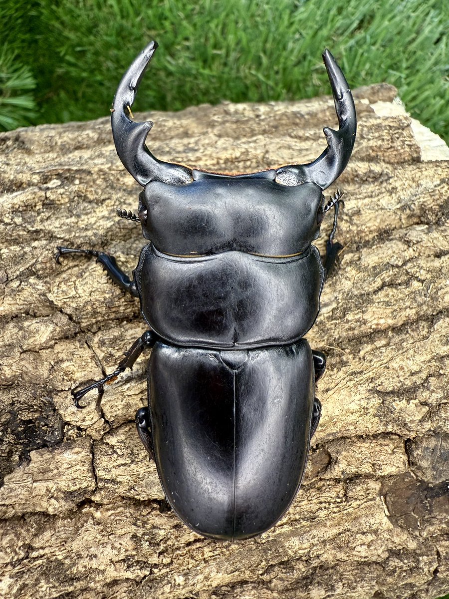 プラキドゥスミヤマクワガタ 幼虫3匹 クワカブショップ-INNOCENT-