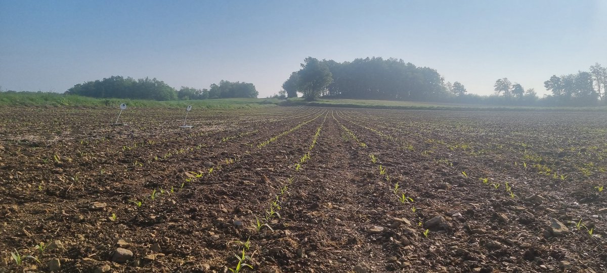 bubu1664's tweet photo. Tdp dominicale pour voir le résultat du labeur de la semaine passée
10mm à 1h cette nuit
On voit les rangs la ou les limaces ont laissé tranquille #babycorn
1ha de foutu sur 22
#agriculture #FrAgTw #semis2025 #CornLovers #desangosse #limace #innondation https://t.co/MMOCmlIpf5
