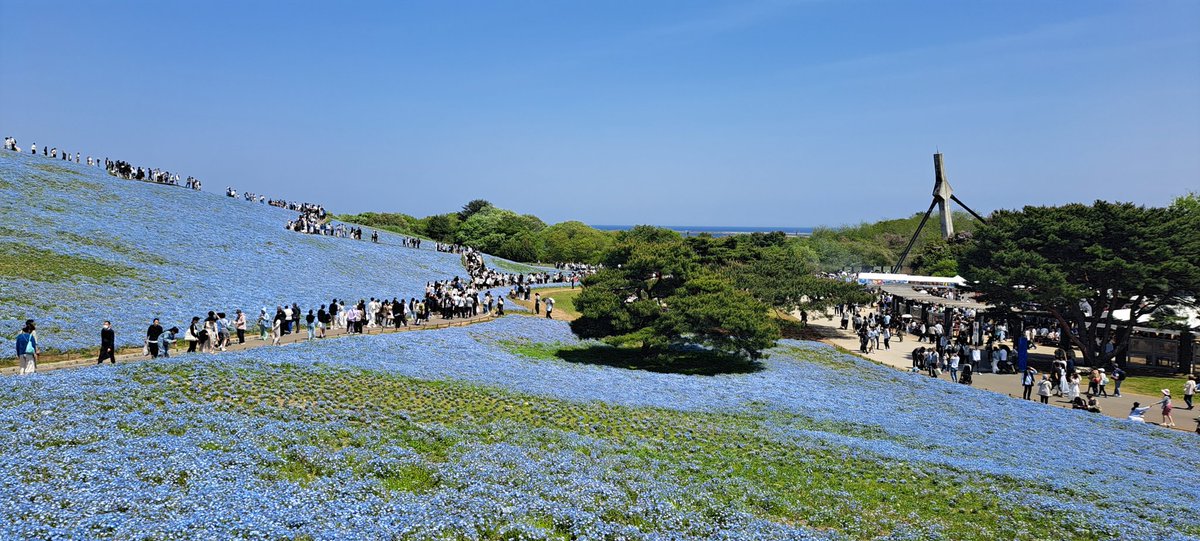Ba77Bob's tweet photo. 青い絨毯と海🩵🌊
#ひたち海浜公園
#ネモフィラ https://t.co/GVcweJxa2H
