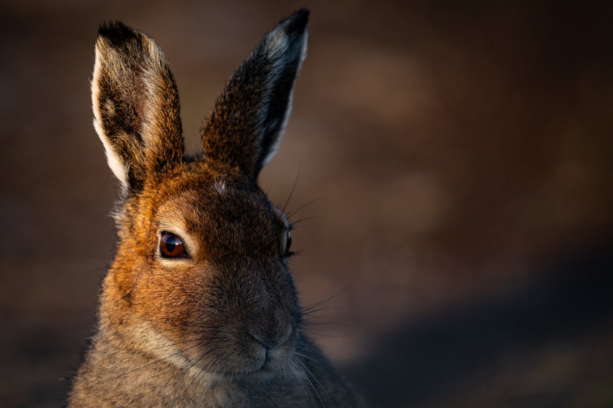 dunbar44's tweet image. The Irish hare, one of Mt favourite to watch/photography. Taken in Co.Antrim