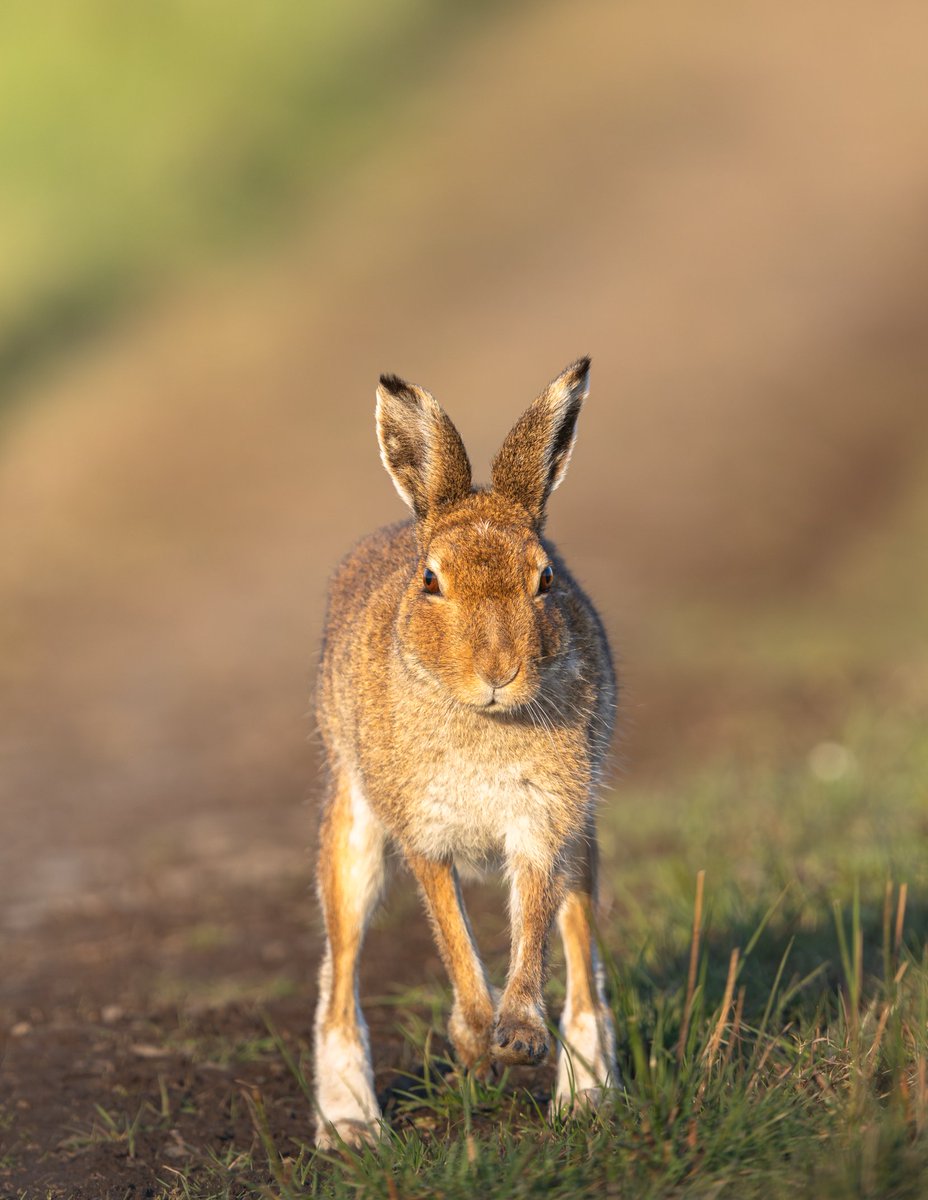 dunbar44's tweet image. The Irish hare, one of Mt favourite to watch/photography. Taken in Co.Antrim